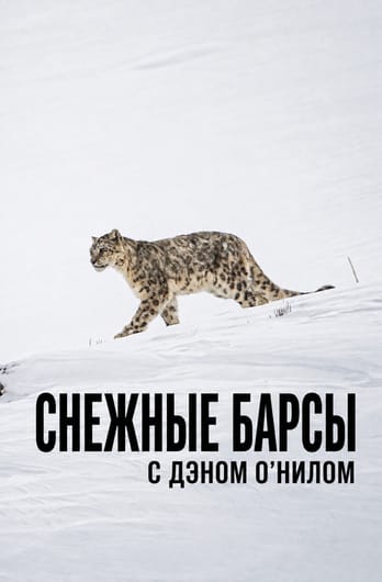 Снежные барсы с Дэном О'Нилом