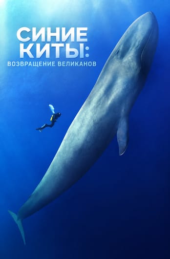 Синие киты: возвращение великанов