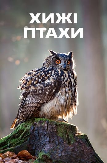 Хижі птахи
