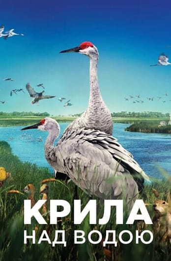 Крила над водою