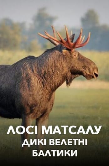Лосі Матсалу: дикі велетні Балтики