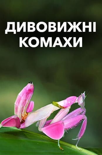 Дивовижні комахи