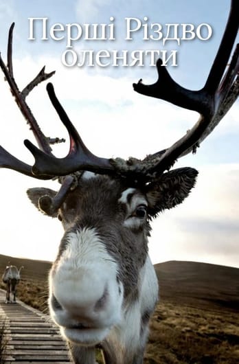 Перші Різдво оленяти