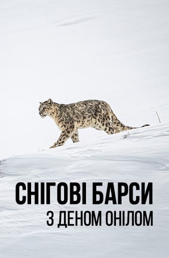 Снігові барси з Деном О’Нілом