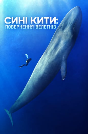 Сині кити: повернення велетнів