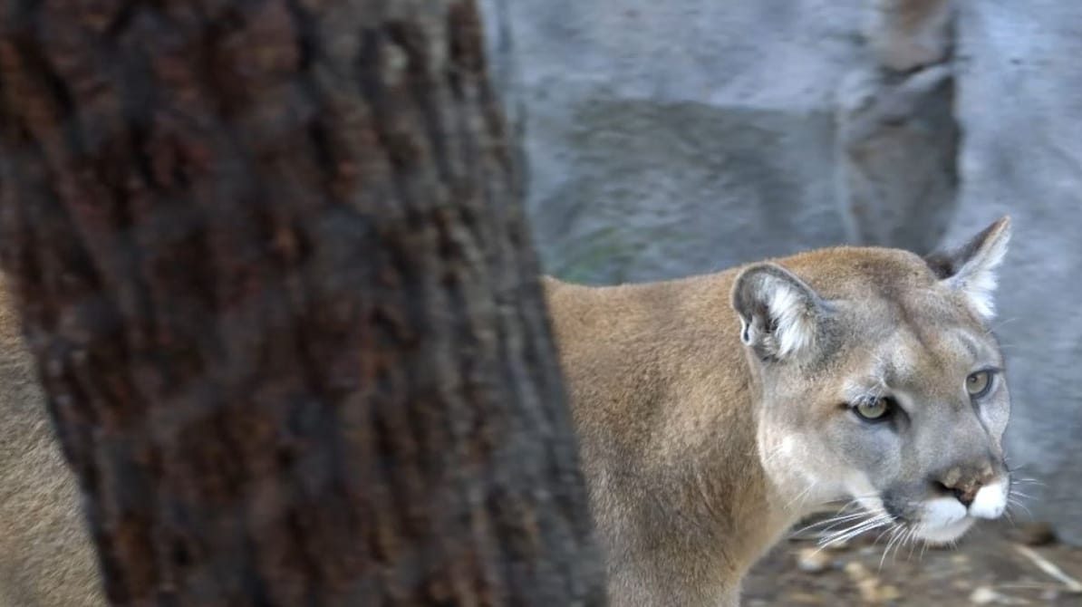 Zoosweet. The Wild World of San Diego