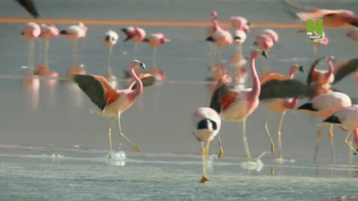 Viasat Nature HD.