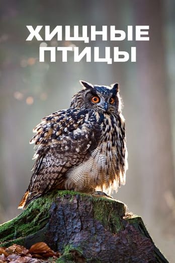 Хищные птицы