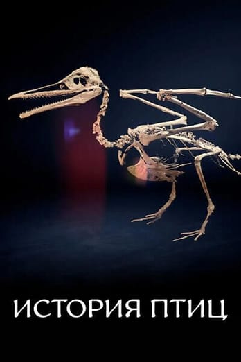 История птиц