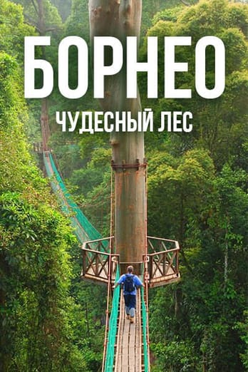 Борнео: чудесный лес