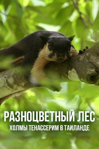 Разноцветный лес: холмы Тенассерим в Таиланде