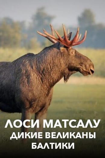 Лоси Матсалу: дикие великаны Балтики