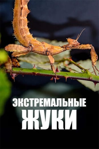 Экстремальные жуки