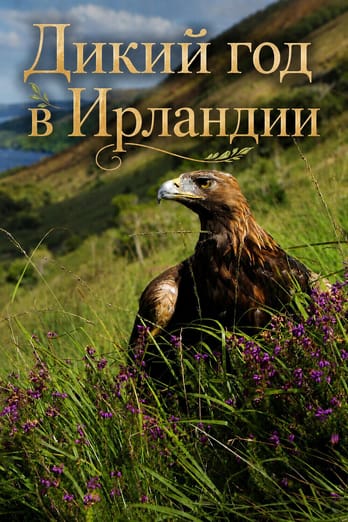 Дикий год в Ирландии