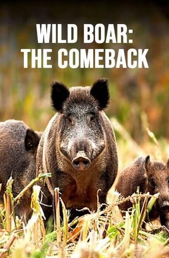 Wild Boar: The Comeback