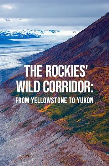 The Rockies' Wild Corridor: From Yellowstone To Yukon