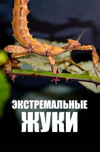 Экстремальные жуки