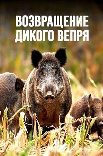 Возвращение дикого вепря