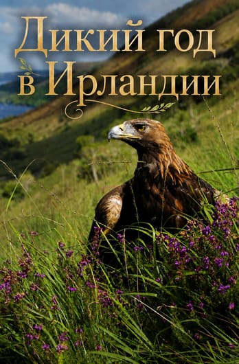 Дикий год в Ирландии