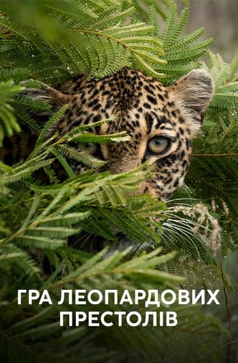 Гра леопардових престолів