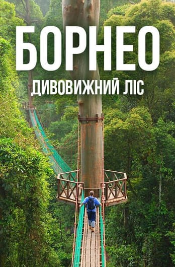 Борнео: дивовижний ліс