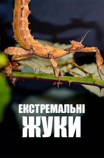 Екстремальні жуки