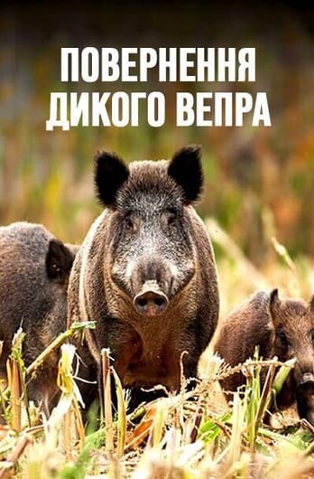 Повернення дикого вепра
