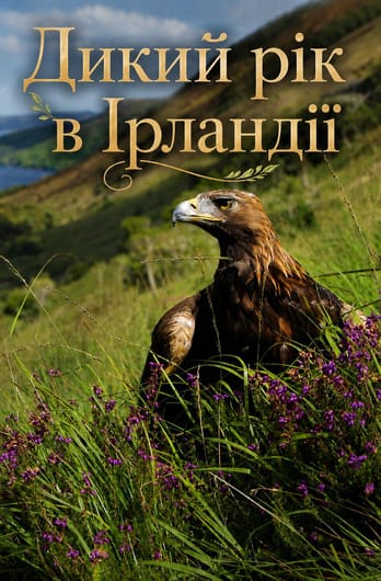Дикий рік в Ірландії