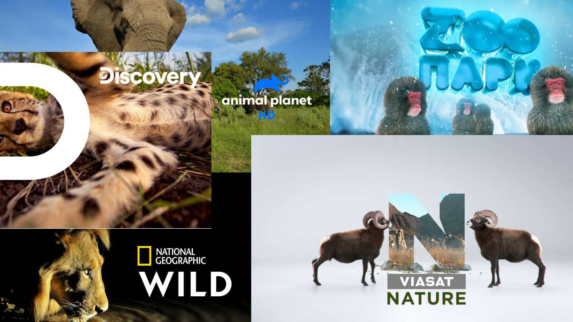 Channels about animals watch online at the national online cinema Sweet.tv